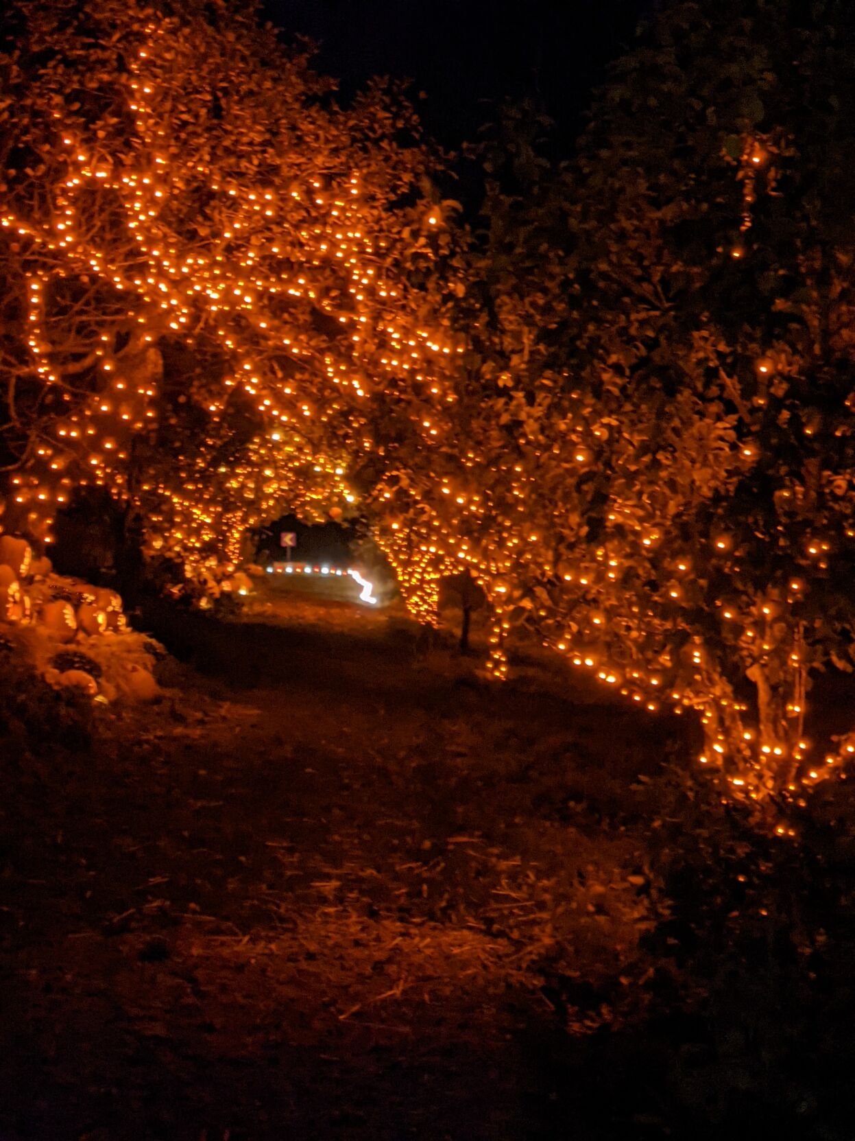 Trees lit with orange Halloween lights